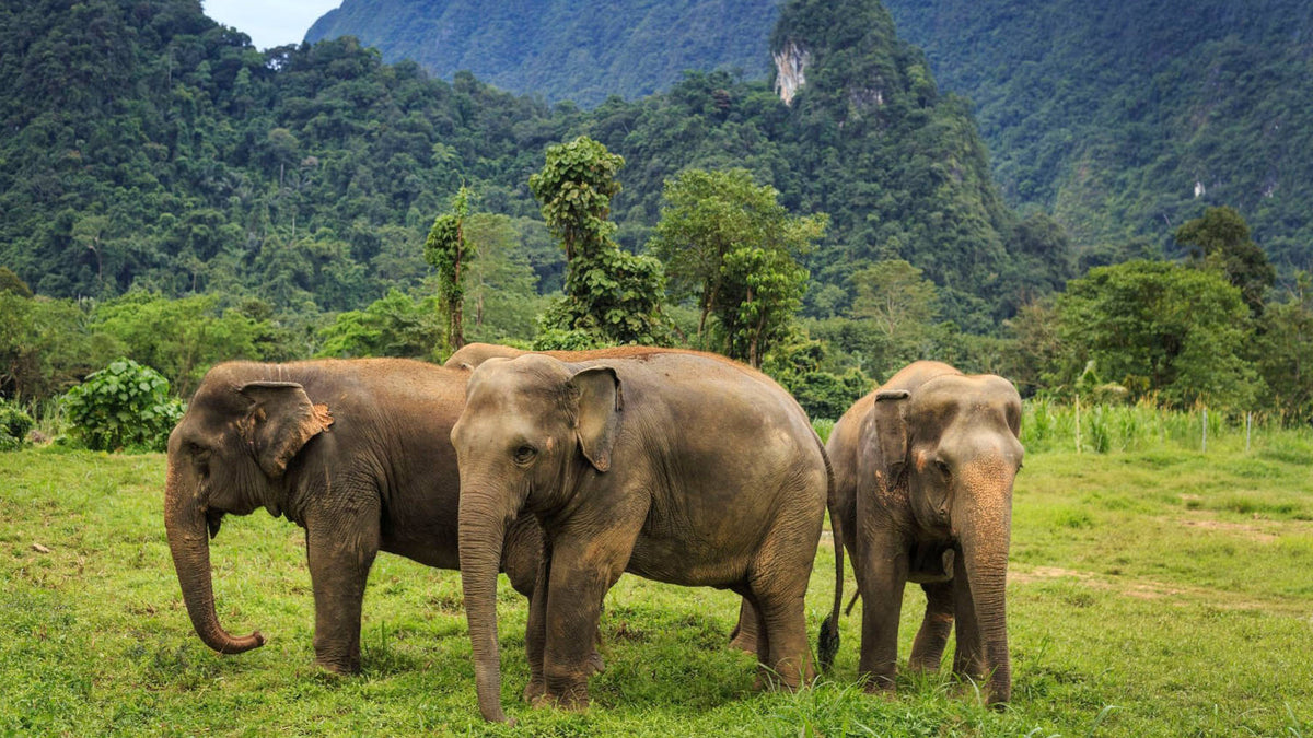 Three gray elephants standing together in a grassy field with lush green trees and mountains in the background. Muay Thai Streetwear Tracksuit Thai Boxing Vision 